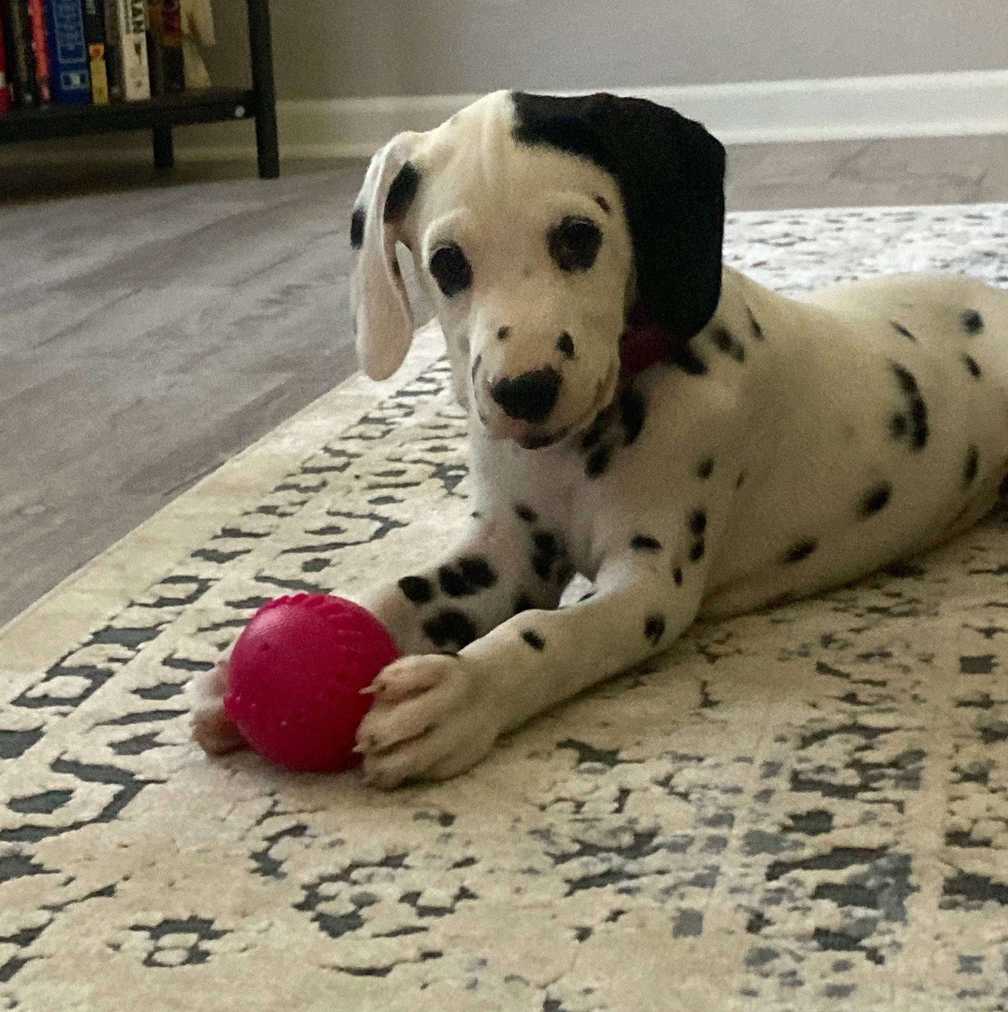 Ruby joined the competition — help win amazing prizes! ball, canidae, carmine, carnivore, companion_dog, dalmatian, dog, dog_breed, dog_supply, fawn, flooring, foot, great_dane, paw, snout, sporting_group, sports_toy, terrestrial_animal, whiskers, working_animal