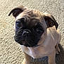 Cakey joined the competition — help win amazing prizes! puppy, dog, pug, pet, animal, cute, young, sitting, looking_up, ears, fur, carpet, indoor, portrait, small, domestic_animal, face, whiskers, four_legs, canine