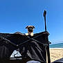 pug, puppy, dog, beach, blue_sky, ocean, sand, wagon, ozark_trail, sunny, outdoor, pet, canine, sky, relaxation, summer, vacation, animal, front_view, daytime