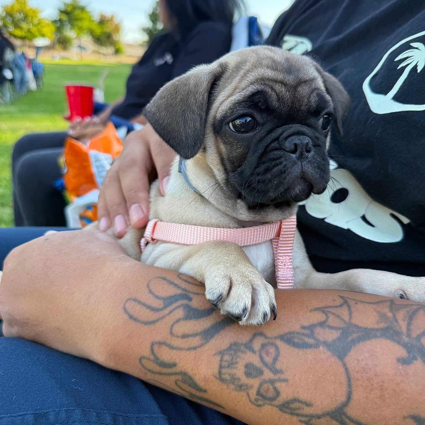 Cakey joined the competition — help win amazing prizes! animal, arm, canine, clothing, cute, daylight, dog, grass, hand, leisure, outdoor, park, person, pet, pug, puppy, red_cup, resting, snack, tattoo