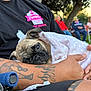 dog, puppy, pug, blanket, tattoo, person, arm, outdoor, tree, people, chair, shirt, logo, relaxing, resting, comfort, polka_dot, casual, nature, evening