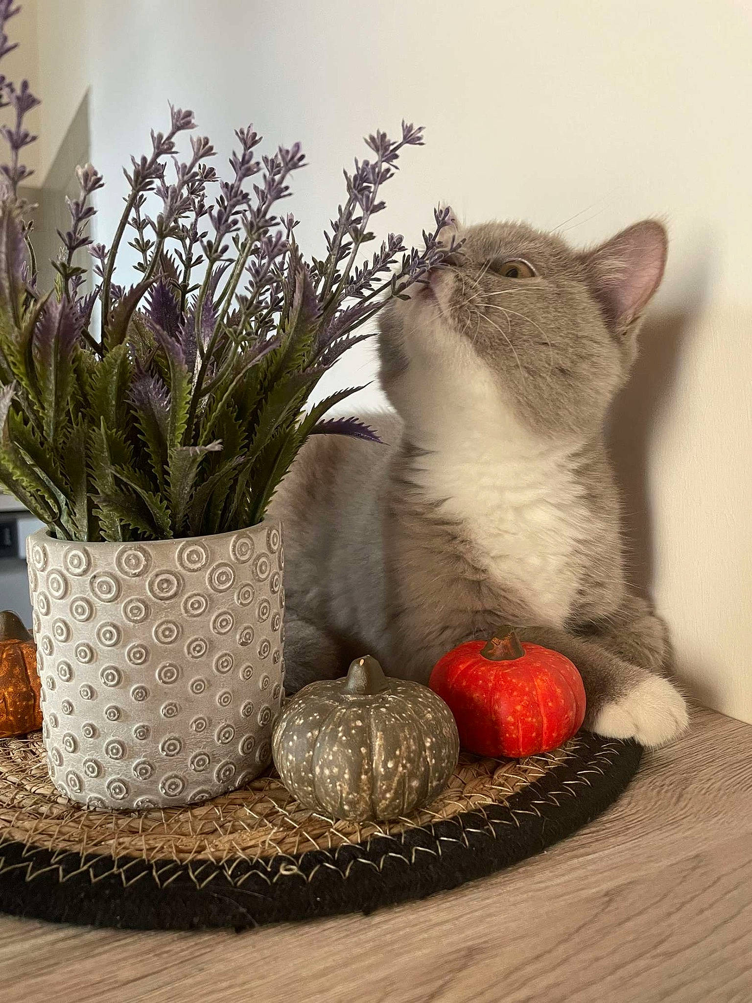 Uppy a rejoint le concours — aidez-le/la à gagner de superbes lots ! art, basket, carnivore, cat, couch, felidae, flower, flowerpot, fruit, grass, grey, houseplant, plant, serveware, table, tableware, textile, vase, whiskers, window