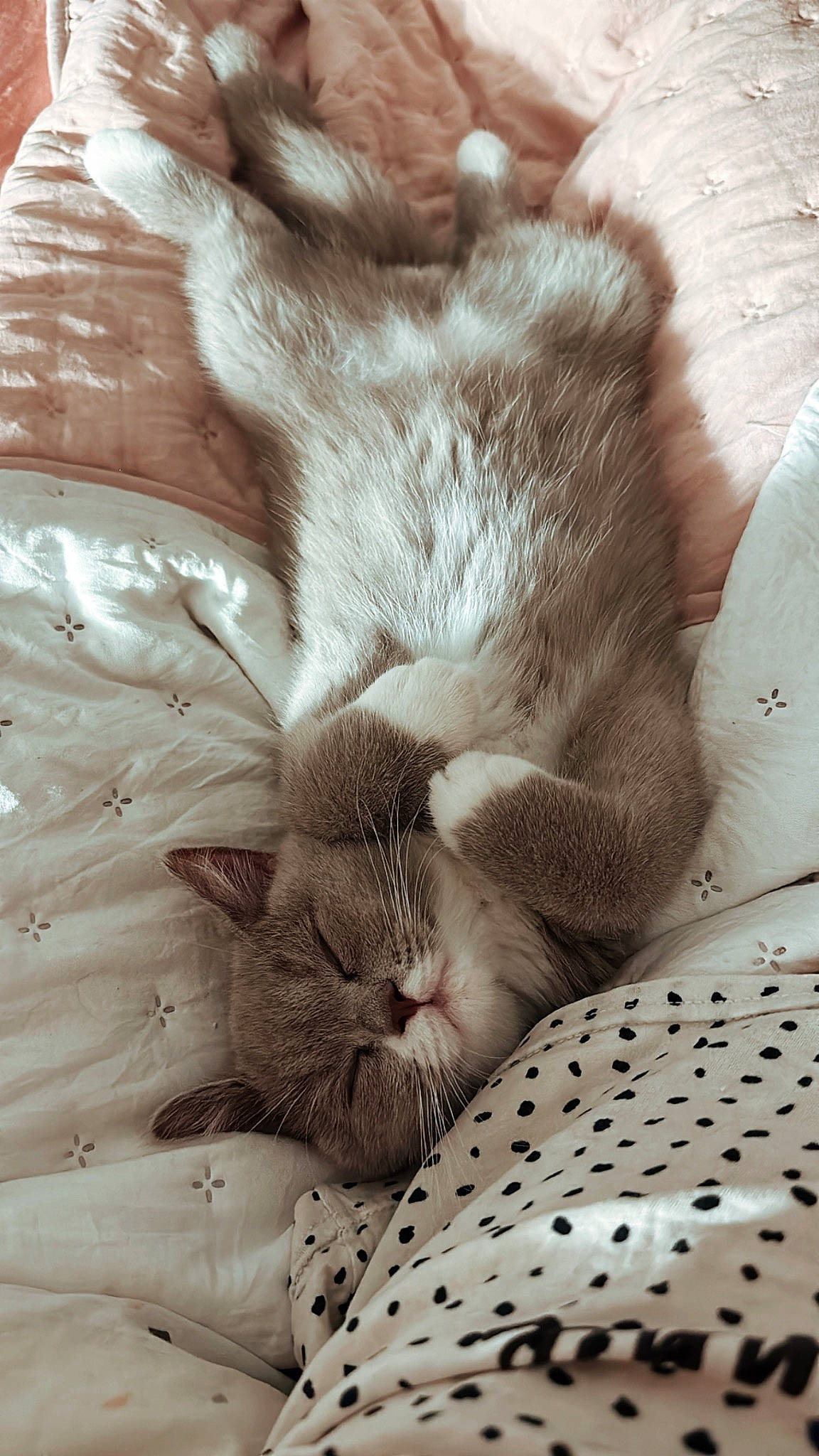 Uppy a rejoint le concours — aidez-le/la à gagner de superbes lots ! bedding, carnivore, cat, cat_bed, claw, comfort, domestic_short_haired_cat, fawn, felidae, fur, grey, linens, nap, pattern, paw, sleep, small_to_medium_sized_cats, tail, textile, whiskers