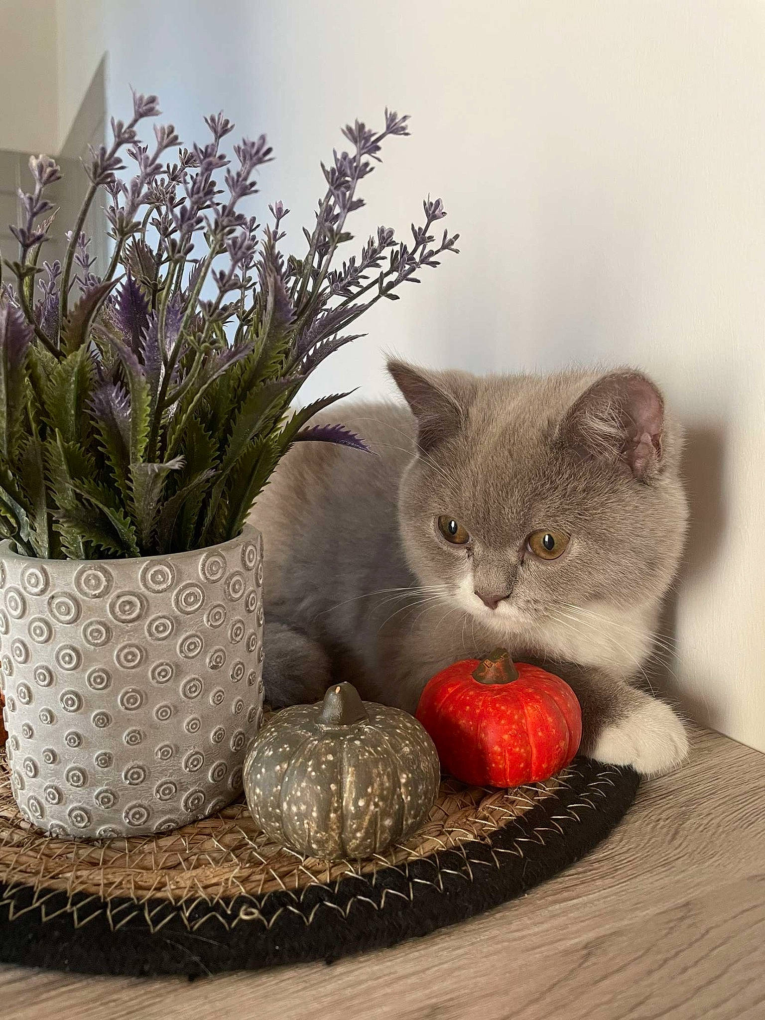 Uppy a rejoint le concours — aidez-le/la à gagner de superbes lots ! carnivore, cat, cat_supply, comfort, couch, felidae, flower, flowerpot, grey, houseplant, picture_frame, plant, rectangle, serveware, small_to_medium_sized_cats, tableware, tail, vase, whiskers, window