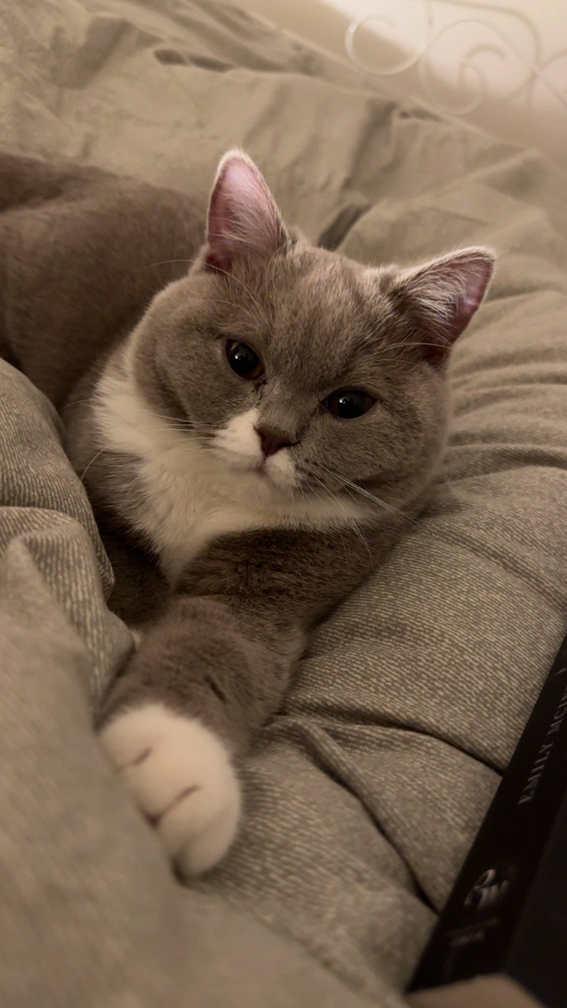 Uppy a rejoint le concours — aidez-le/la à gagner de superbes lots ! carnivore, cat, claw, comfort, domestic_short_haired_cat, ear, fawn, felidae, fur, grey, nap, paw, small_to_medium_sized_cats, snout, tail, whiskers