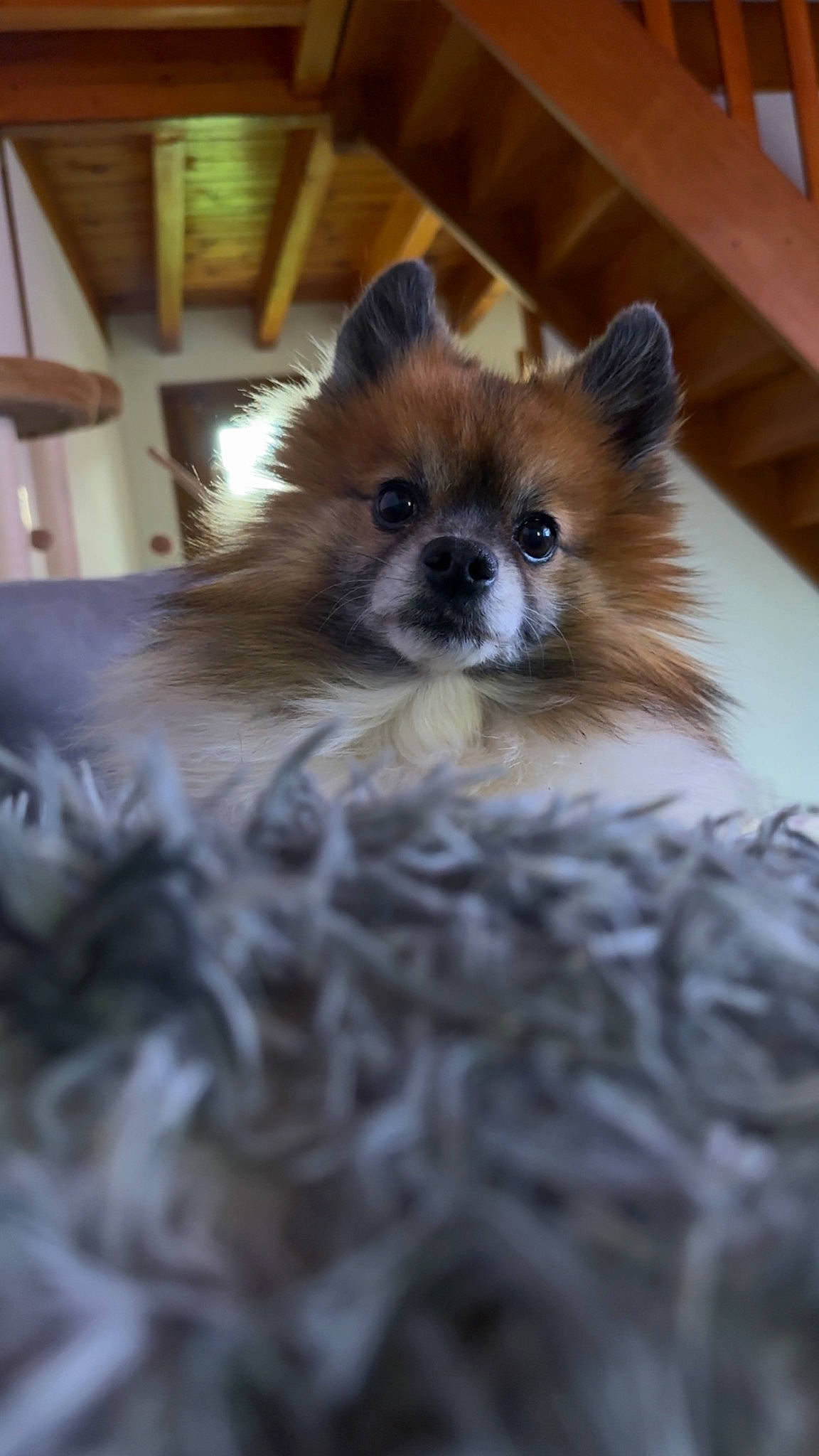 Rouky participe au concours pour gagner de l'argent avec cette photo : canidae, carnivore, companion_dog, dog, dog_breed, dog_supply, fawn, fur, liver, non_sporting_group, pomeranian, snout, spitz, sporting_group, tail, terrestrial_animal, toy_dog, volpino_italiano, whiskers, working_animal