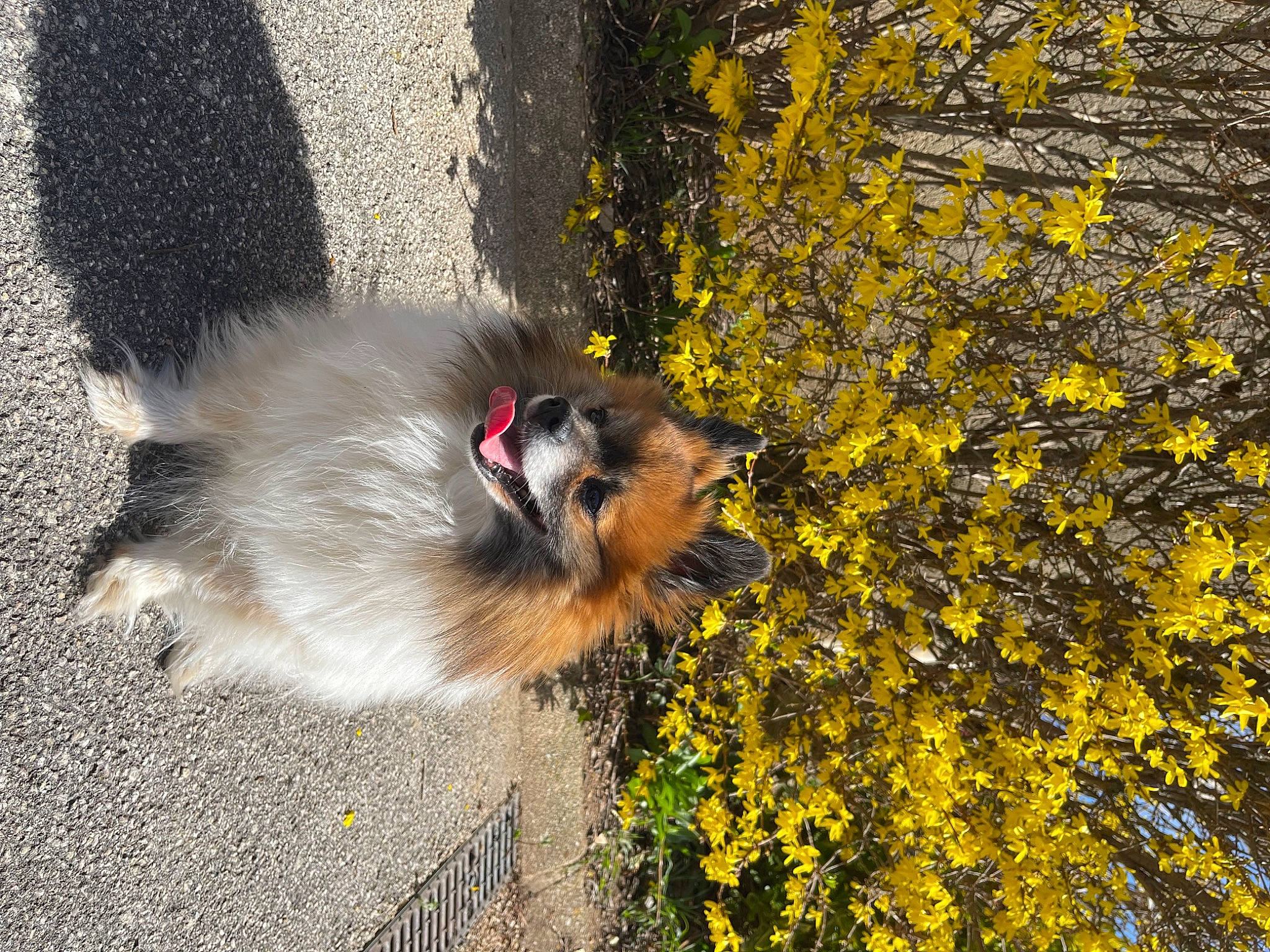 Rouky a rejoint le concours — aidez-le/la à gagner de superbes lots ! asphalt, canidae, carnivore, companion_dog, dog, dog_breed, fawn, flower, fur, german_spitz, german_spitz_klein, grass, lighthouse, plant, road_surface, scotch_collie, snout, tail, whiskers, yellow