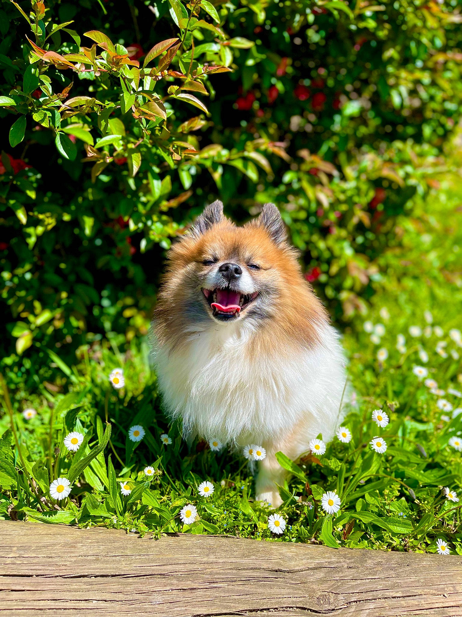 Rouky a rejoint le concours — aidez-le/la à gagner de superbes lots ! canidae, carnivore, companion_dog, dog, dog_breed, fawn, flower, fur, german_spitz, german_spitz_klein, grass, plant, primate, snout, sporting_group, tail, terrestrial_animal, toy_dog, tree, wildlife
