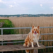 Tomy participe au concours pour gagner de l'argent avec cette photo : dog, bench, wood, boardwalk, reeds, lake, outdoor, nature, grass, cloudy_sky, fence, rustic, animal, pet, happy, sitting, portrait, landscape, field, wildlife