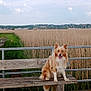 dog, bench, wood, boardwalk, reeds, lake, outdoor, nature, grass, cloudy_sky, fence, rustic, animal, pet, happy, sitting, portrait, landscape, field, wildlife