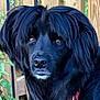 dog, black_dog, close_up, outdoor, fence, plant, collar, pet, animal, fur, canine, tag, nature, portrait, watchful, domestic_animal, companion, muzzle, ears, leaf