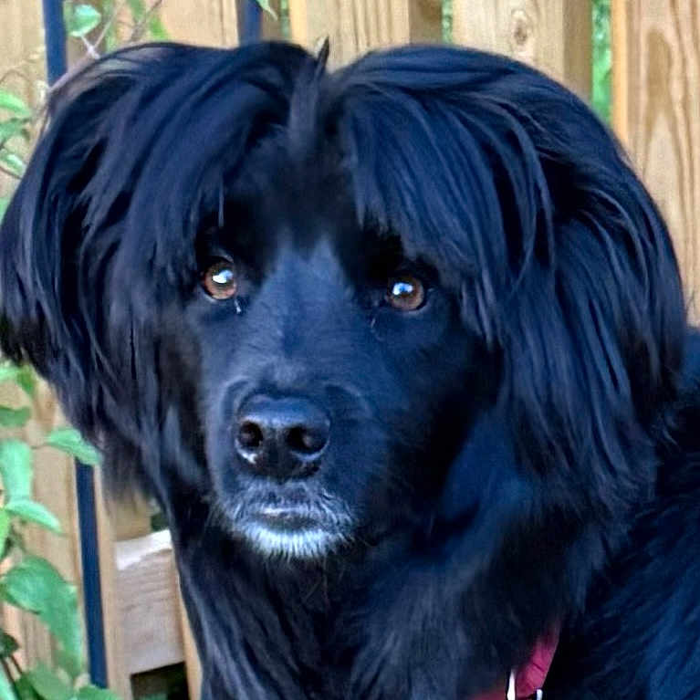 Milo joined the competition — help win amazing prizes! animal, black_dog, canine, close_up, collar, companion, dog, domestic_animal, ears, fence, fur, leaf, muzzle, nature, outdoor, pet, plant, portrait, tag, watchful