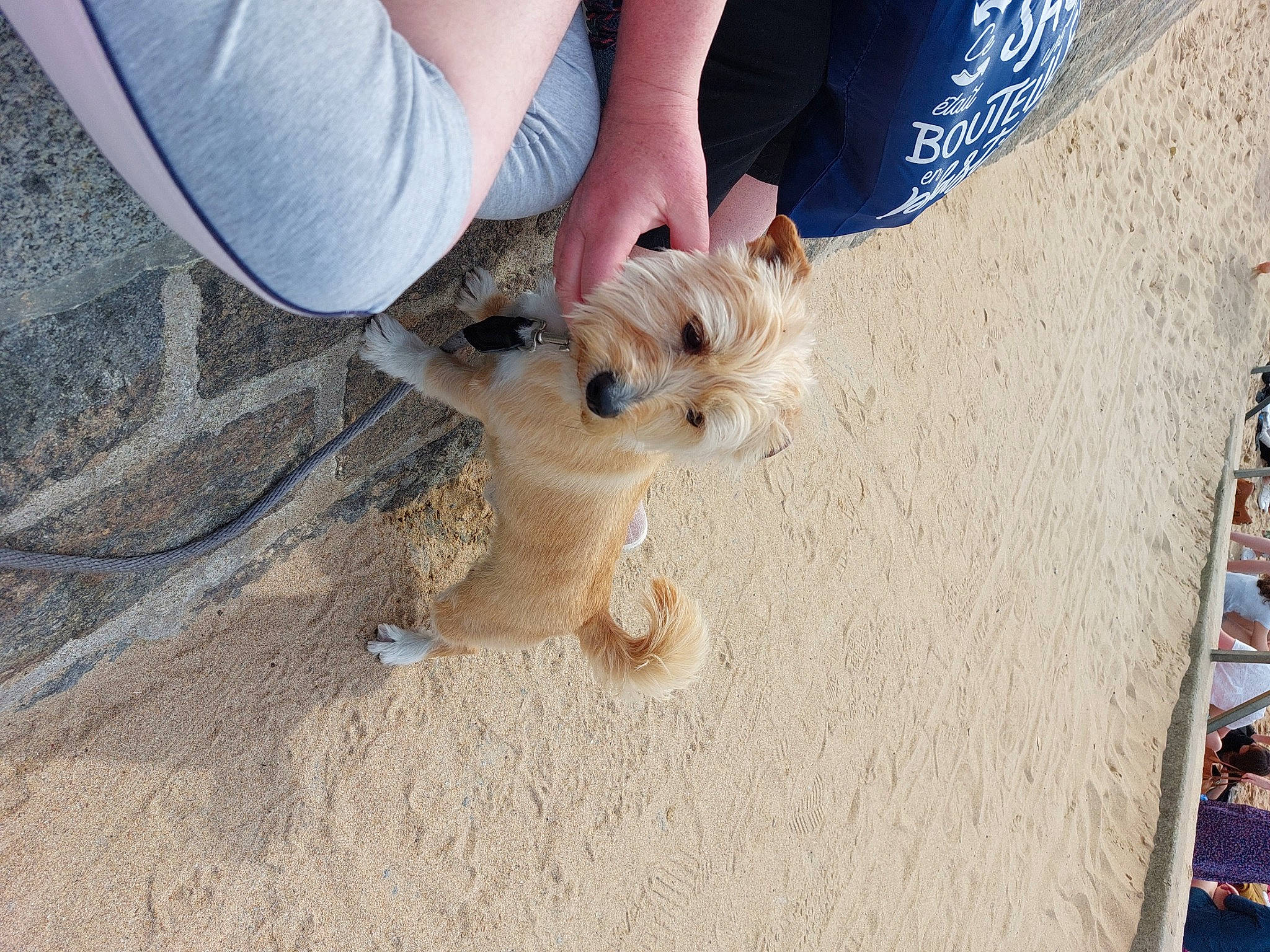 Jumbo a rejoint le concours — aidez-le/la à gagner de superbes lots ! canidae, carnivore, companion_dog, dog, dog_breed, dog_clothes, dog_supply, fawn, foot, fur, human_leg, leash, paw, play, sand, selfie, sporting_group, sunglasses, toy_dog, wood