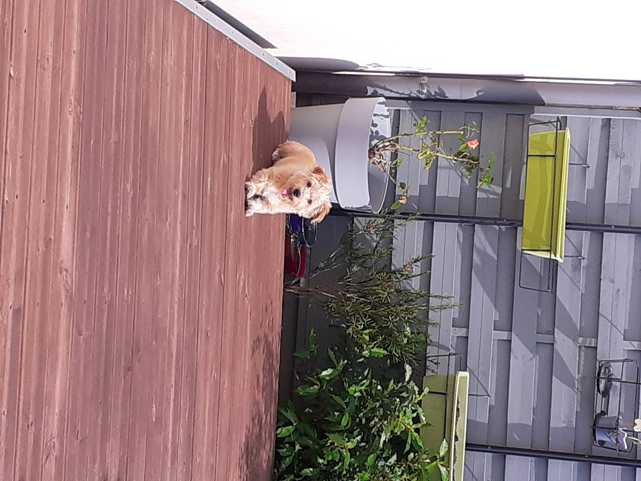 Jumbo participe au concours pour gagner de l'argent avec cette photo : architecture, building, carnivore, dog, facade, fawn, grass, handrail, hardwood, home_fencing, house, outdoor_structure, plant, property, purple, roof, shed, siding, tree, wood