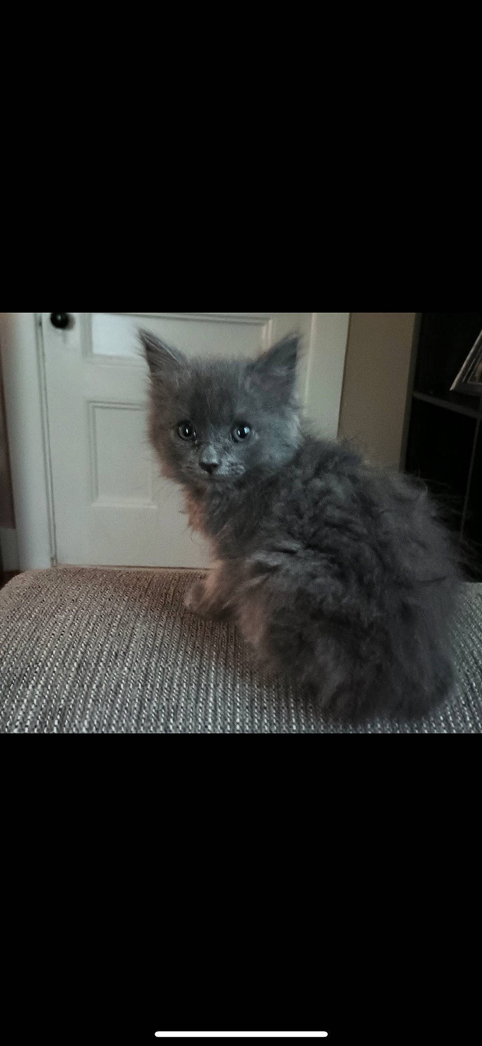 Rory is registered to the contest to win money with this photo: black_cat, carnivore, cat, cat_supply, chair, claw, comfort, domestic_short_haired_cat, fawn, felidae, flooring, fur, grey, hardwood, paw, small_to_medium_sized_cats, snout, tail, whiskers, window