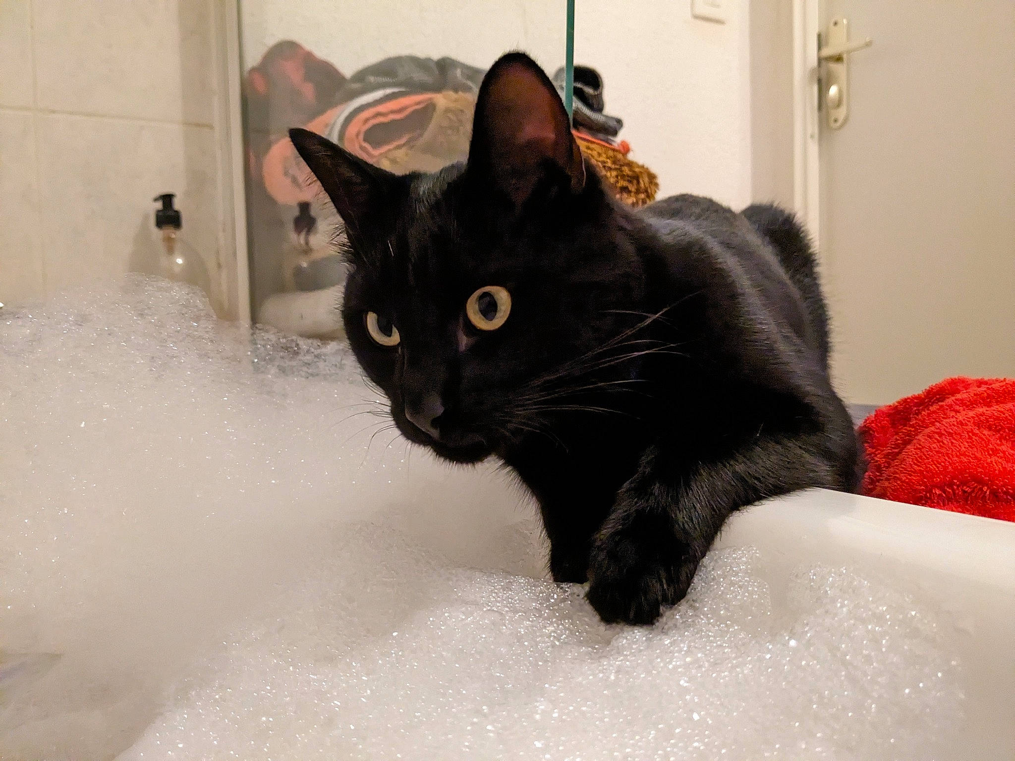 Orion a rejoint le concours — aidez-le/la à gagner de superbes lots ! bathroom, black_cat, bombay, carnivore, cat, comfort, domestic_short_haired_cat, felidae, fur, grey, pet_supply, plumbing_fixture, small_to_medium_sized_cats, snout, tail, whiskers, window