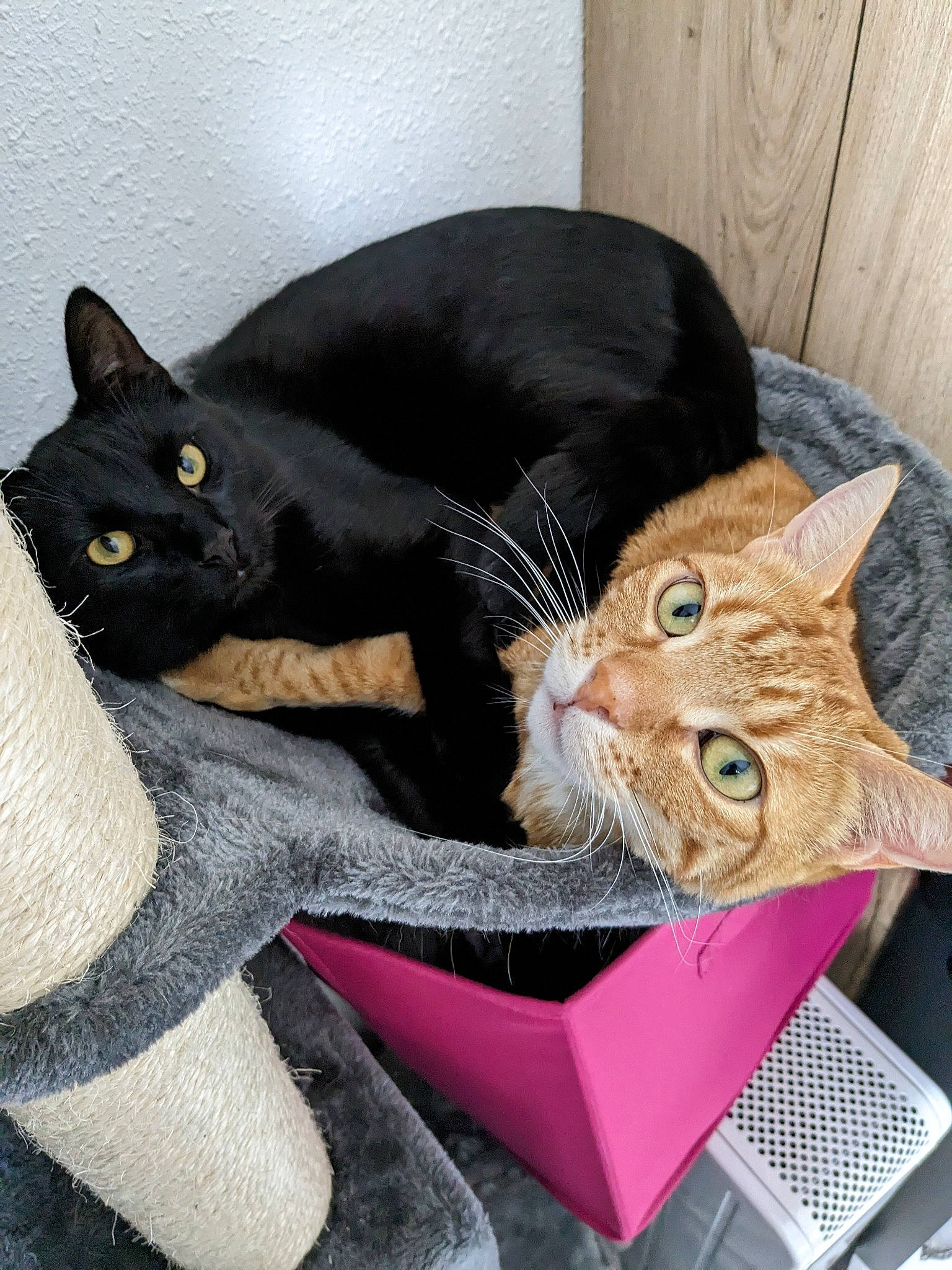 Orion participe au concours pour gagner de l'argent avec cette photo : black_cat, bombay, carnivore, cat, cat_bed, claw, comfort, domestic_short_haired_cat, ear, felidae, fur, havana_brown, paw, sitting, small_to_medium_sized_cats, snapshot, snout, tail, whiskers