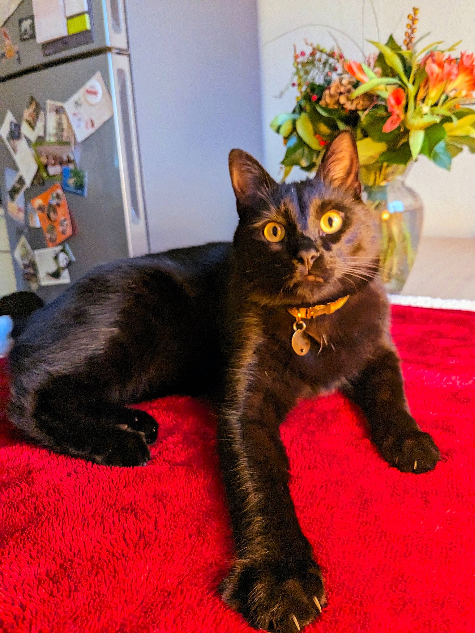 Orion a rejoint le concours — aidez-le/la à gagner de superbes lots ! black_cat, bombay, carnivore, cat, claw, domestic_short_haired_cat, door, felidae, flower, flowerpot, fur, havana_brown, houseplant, paw, picture_frame, plant, small_to_medium_sized_cats, snout, tail, whiskers