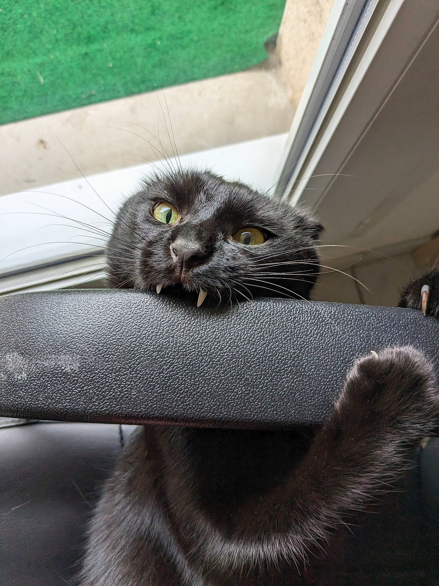 Orion a rejoint le concours — aidez-le/la à gagner de superbes lots ! automotive_tire, black_cat, carnivore, cat, cat_furniture, claw, comfort, domestic_short_haired_cat, felidae, fur, grey, paw, sitting, small_to_medium_sized_cats, snout, tail, terrestrial_animal, whiskers, wildlife, window