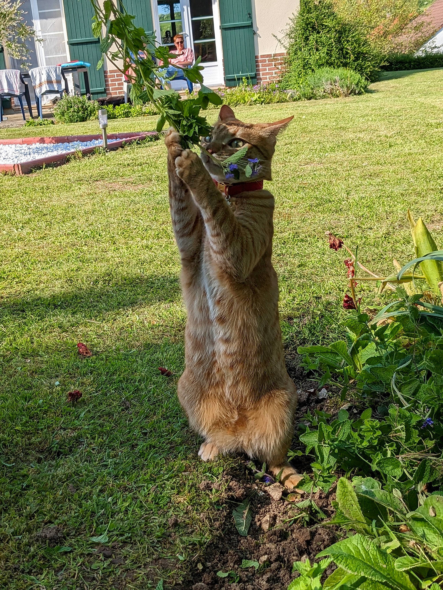 Isis a rejoint le concours — aidez-le/la à gagner de superbes lots ! art, canidae, environmental_art, fawn, felidae, fur, garden, grass, groundcover, plant, shrub, small_to_medium_sized_cats, soil, sporting_group, tail, terrestrial_animal, tree, trunk, window, wood