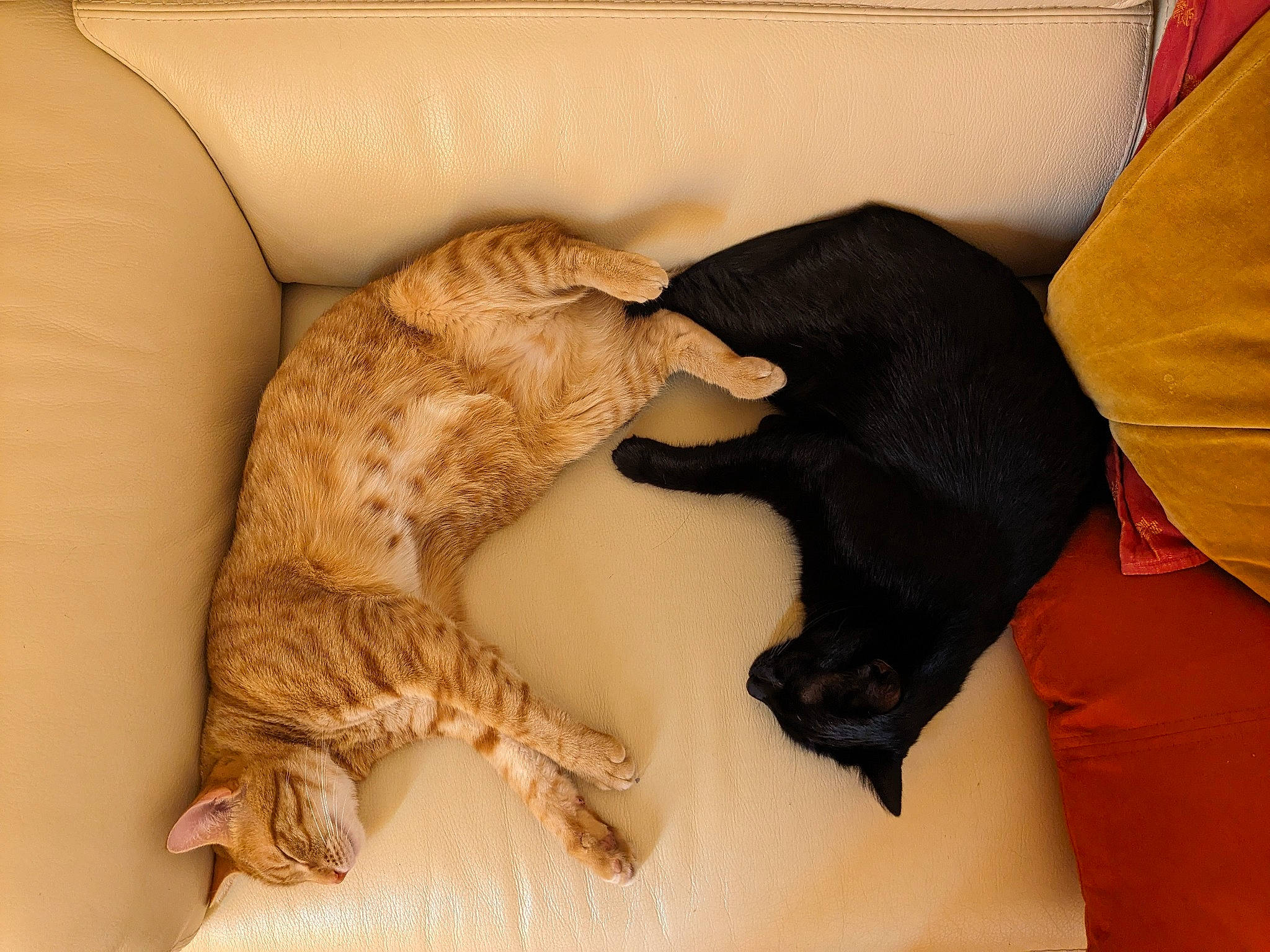 Isis participe au concours pour gagner de l'argent avec cette photo : bed, canidae, carnivore, cat, claw, comfort, companion_dog, dog_breed, domestic_short_haired_cat, fawn, felidae, fur, linens, mammal, paw, pet_supply, room, small_to_medium_sized_cats, tail, whiskers