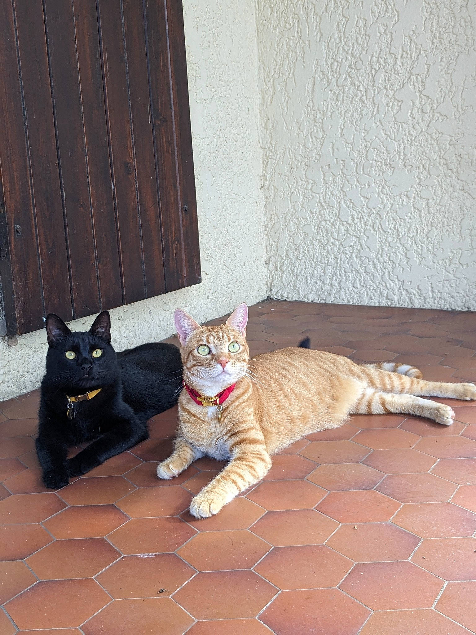 Isis a rejoint le concours — aidez-le/la à gagner de superbes lots ! carnivore, cat, comfort, domestic_short_haired_cat, door, fawn, felidae, floor, flooring, fur, grey, hardwood, paw, sitting, small_to_medium_sized_cats, snout, tail, whiskers, window, wood