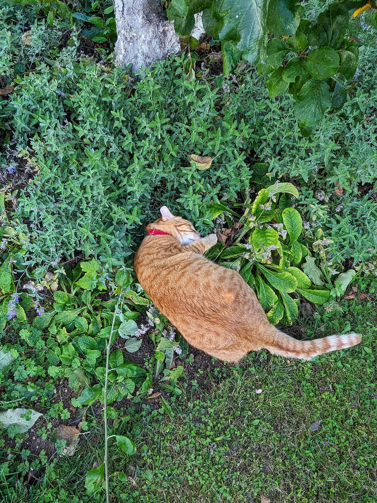 Isis a rejoint le concours — aidez-le/la à gagner de superbes lots ! beak, carnivore, cat, fawn, felidae, grass, grass_family, groundcover, herb, insect, organism, plant, shrub, small_to_medium_sized_cats, soil, tail, terrestrial_animal, terrestrial_plant, tree, wood