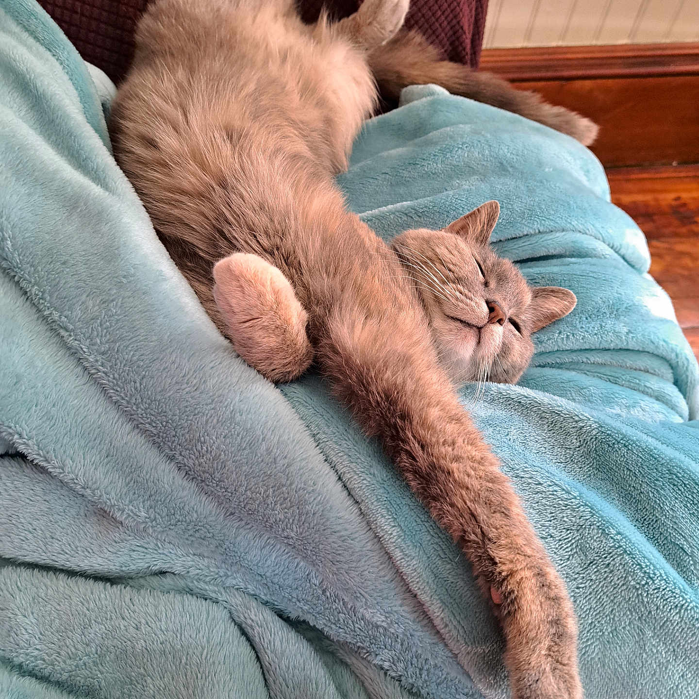 Molly joined the competition — help win amazing prizes! animal, blanket, cat, comfort, cozy, cute, feline, fur, home, indoor, paw, pet, relaxed, resting, sleeping, soft, stretching, wall, whiskers, wood_floor