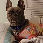 Tami Farr is registered to the contest to win money with this photo: dog, french_bulldog, pet, indoor, bed, pillow, blanket, collar, shirt, tie_dye, resting, animal, mammal, ears, face, fur, cute, expression, looking, home