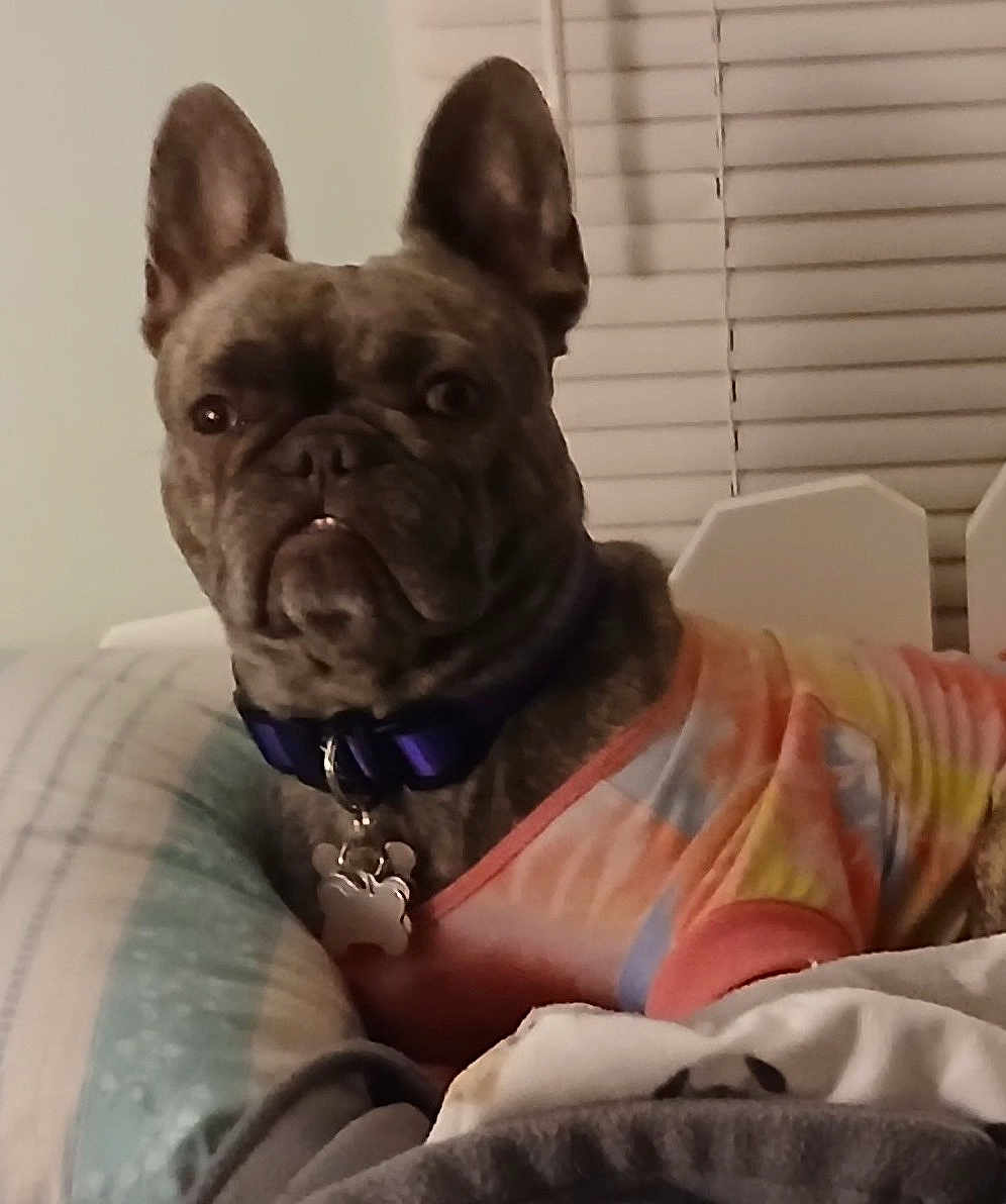 Tami Farr is registered to the contest to win money with this photo: dog, french_bulldog, pet, indoor, bed, pillow, blanket, collar, shirt, tie_dye, resting, animal, mammal, ears, face, fur, cute, expression, looking, home