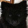 Bounty a rejoint le concours — aidez-le/la à gagner de superbes lots ! adorable, animal, black_fur, chair, close_up, companion, cute, dog, domestic_animal, ears, eyes, face, fluffy, furry, indoor, nose, pet, portrait, whiskers, wood