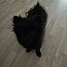 animal, black_dog, canine, companion, curious, cute, dog, domestic_animal, flooring, fluffy, fur, indoors, looking_up, pet, portrait, shadow, small_dog, standing, wooden_floor, young_dog