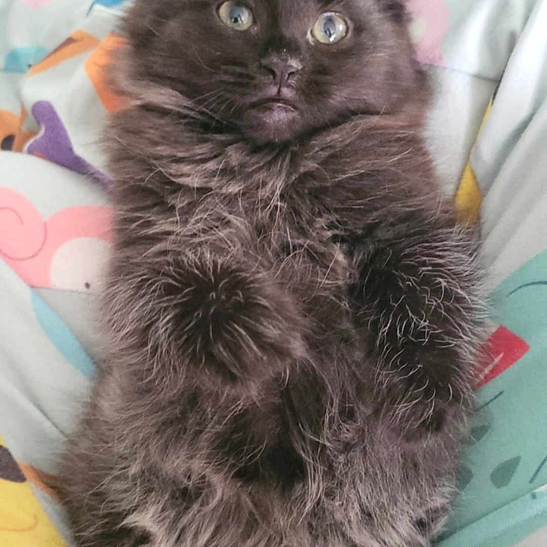 Lilith joined the competition — help win amazing prizes! angora, animal, bed, blackcat, blanket, cat, couch, cushion, face, furniture, head, homedecor, indoors, kitten, manx, person, pet, photography, portrait, sleeping