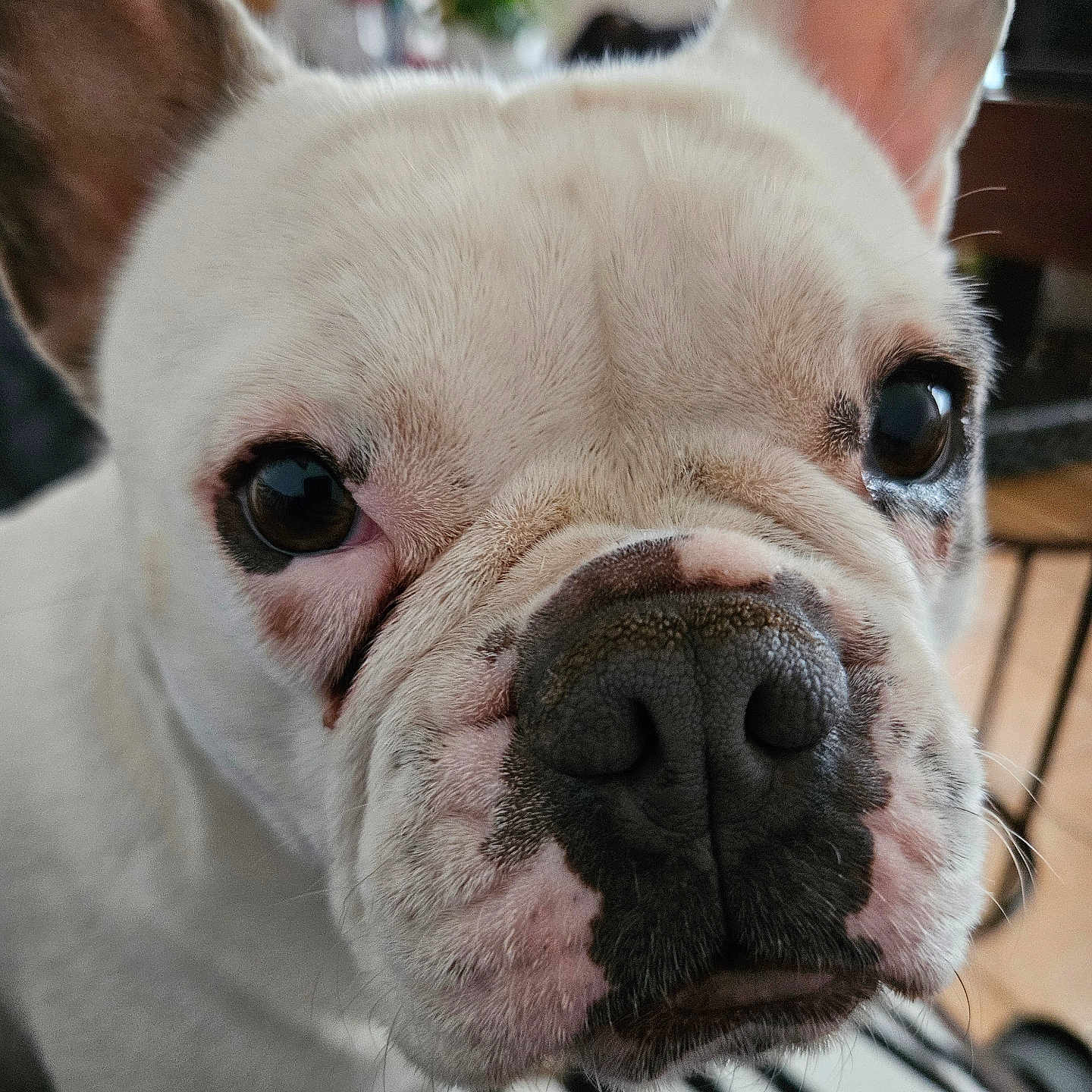 Taya a rejoint le concours — aidez-le/la à gagner de superbes lots ! animal, boxer, bulldog, canine, dog, face, frenchbulldog, head, person, pet, pitbull, puppy, whitedog