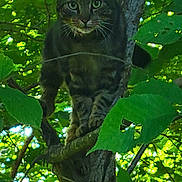 Jr. is registered to the contest to win money with this photo: cat, tabby, tree, leaves, greenery, nature, outdoor, animal, feline, branch, wildlife, sunlight, forest, curious, perched, mammal, daylight, eyes, whiskers, wood