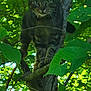 cat, tabby, tree, leaves, greenery, nature, outdoor, animal, feline, branch, wildlife, sunlight, forest, curious, perched, mammal, daylight, eyes, whiskers, wood
