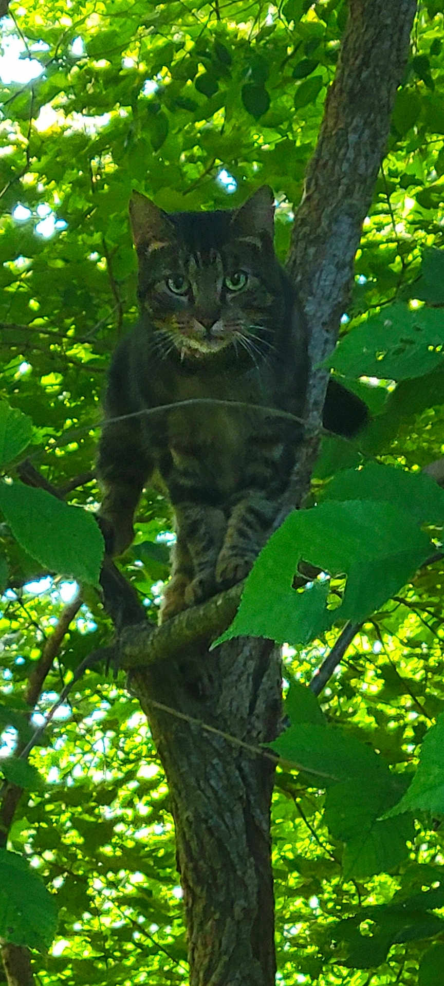 Jr. is registered to the contest to win money with this photo: cat, tabby, tree, leaves, greenery, nature, outdoor, animal, feline, branch, wildlife, sunlight, forest, curious, perched, mammal, daylight, eyes, whiskers, wood