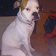 Heaven a rejoint le concours — aidez-le/la à gagner de superbes lots ! american_bulldog, australian_bulldog, boxer, bulldog, carnivoran, dog, dog_breed, dog_breed_group, dog_like_mammal, dogo_guatemalteco, mammal, non_sporting_group, old_english_bulldog, olde_english_bulldogge, renascence_bulldogge, snout, toy_bulldog, valley_bulldog, vertebrate, white_english_bulldog