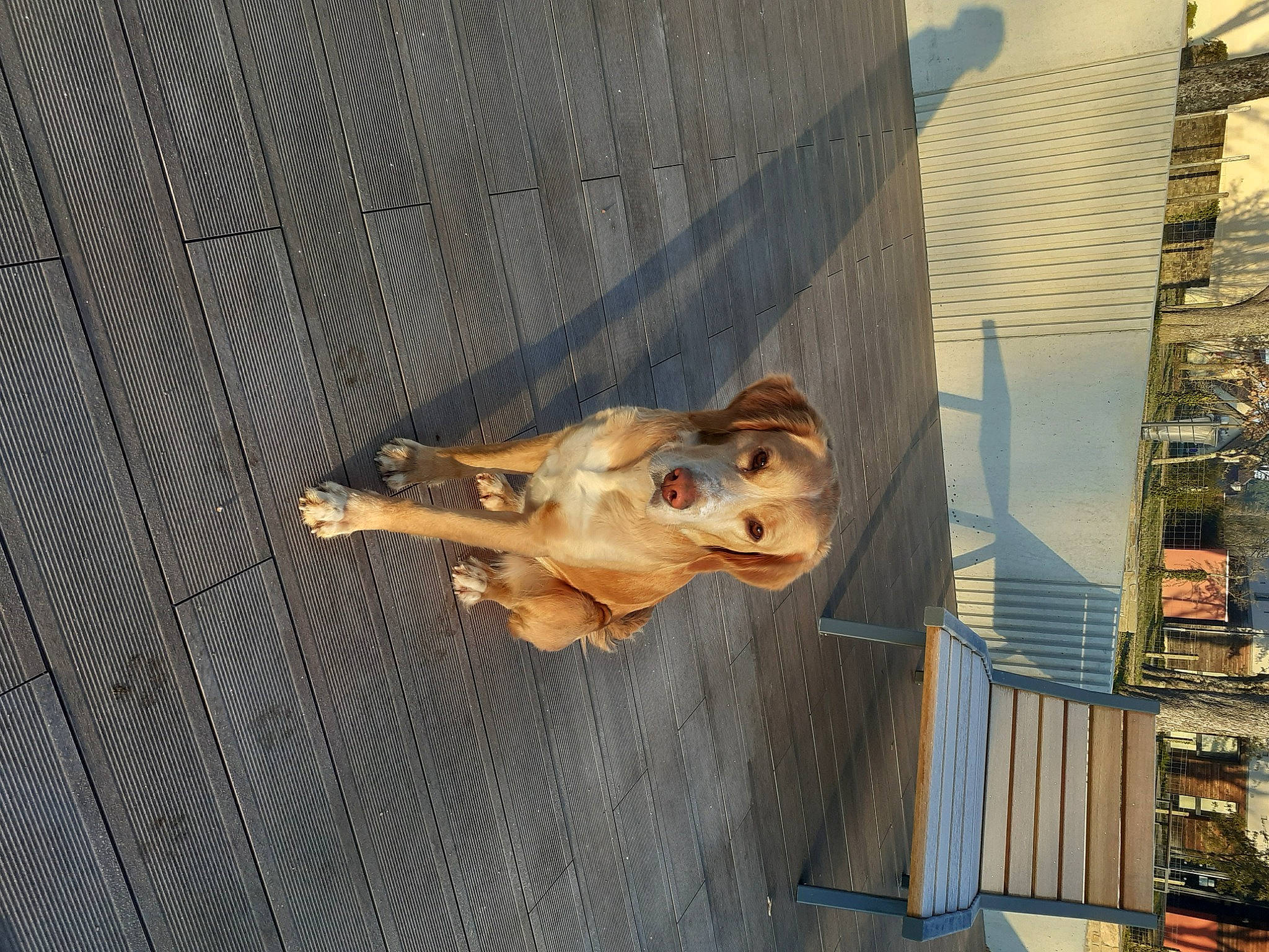 Akina a rejoint le concours — aidez-le/la à gagner de superbes lots ! building, canidae, carnivore, companion_dog, dog, dog_breed, facade, fawn, sculpture, snout, sporting_group, street_dog, wood, working_animal