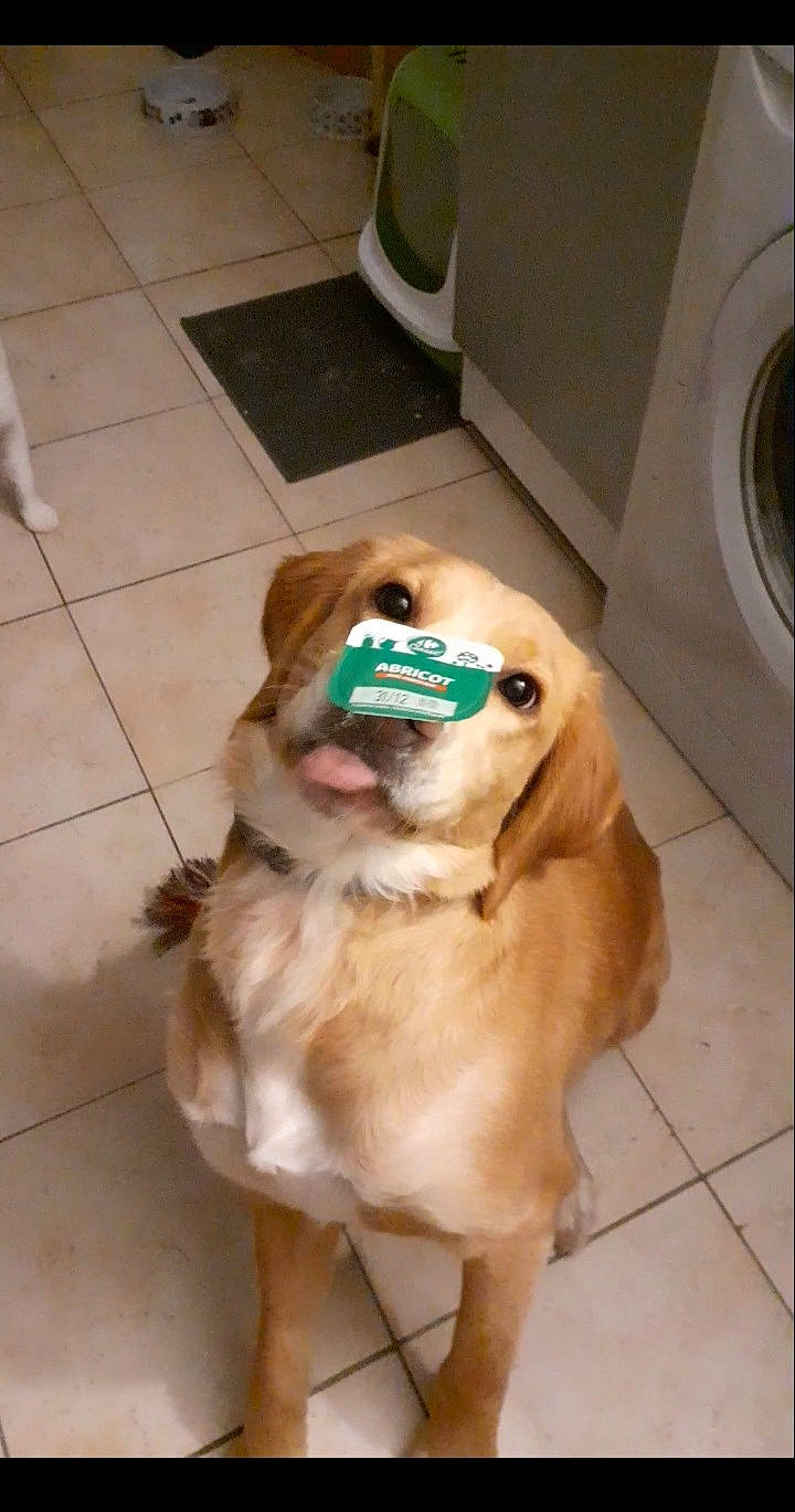 Akina a rejoint le concours — aidez-le/la à gagner de superbes lots ! canidae, carnivore, collar, companion_dog, dog, dog_breed, dog_supply, fawn, floor, flooring, fur, hardwood, liver, pet_supply, snout, sporting_group, tail, tile_flooring, toy_dog, whiskers