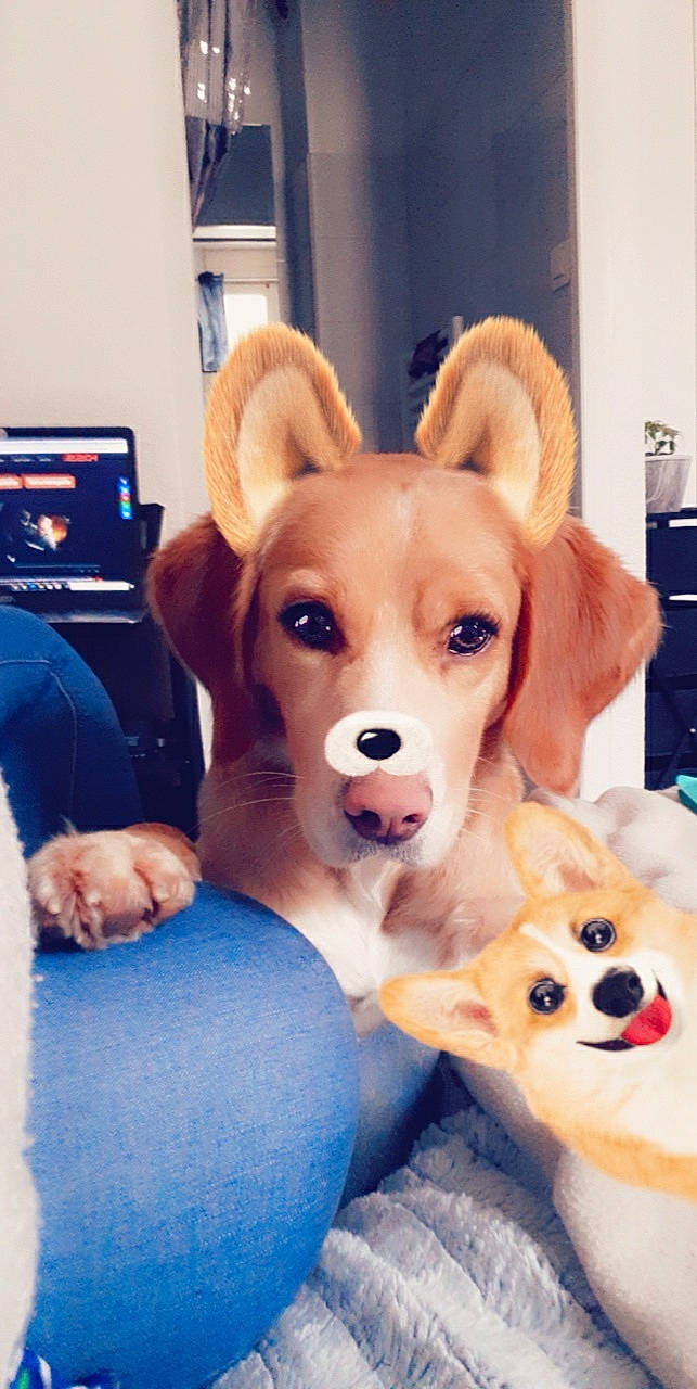 Akina participe au concours pour gagner de l'argent avec cette photo : blue, canidae, carnivore, companion_dog, dog, dog_breed, ear, fawn, fur, happy, paw, plush, snout, sporting_group, stuffed_toy, tail, toy, toy_dog, whiskers, working_animal