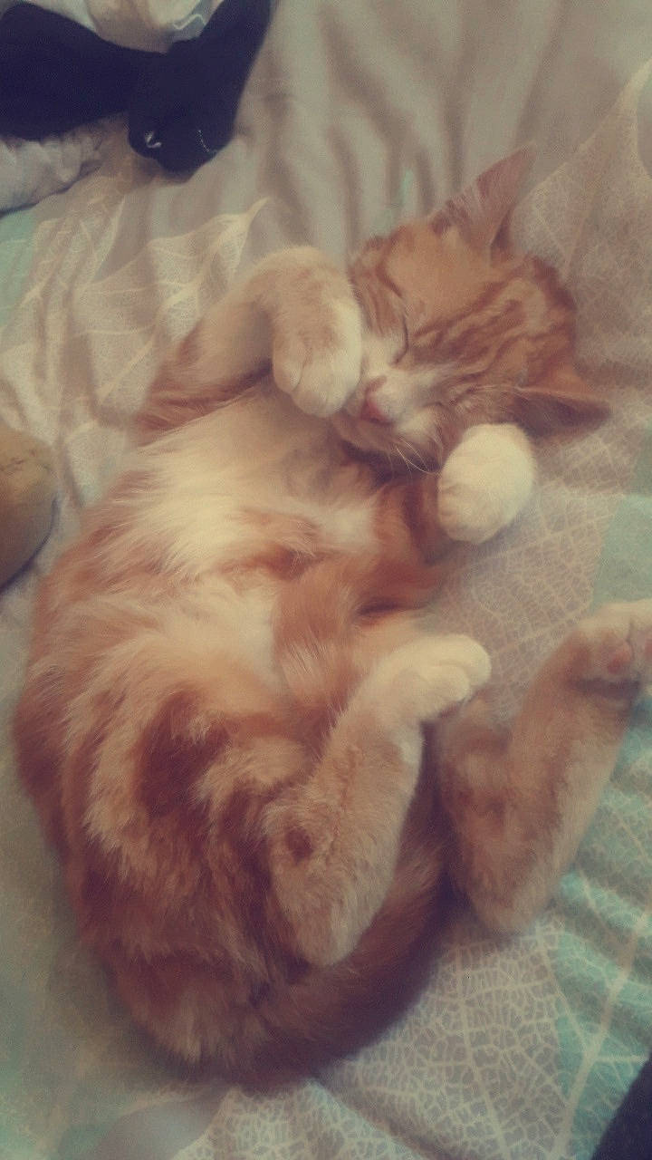 Molly a rejoint le concours — aidez-le/la à gagner de superbes lots ! bed, carnivore, cat, claw, cloud, comfort, companion_dog, dog_breed, fawn, felidae, fur, mammal, nap, paw, sky, small_to_medium_sized_cats, snout, sporting_group, tail, whiskers