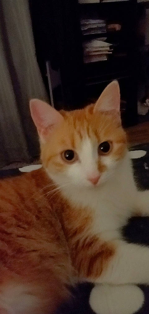 Molly a rejoint le concours — aidez-le/la à gagner de superbes lots ! carnivore, cat, domestic_short_haired_cat, eye, fawn, felidae, flooring, fur, hardwood, head, paw, small_to_medium_sized_cats, snout, tail, whiskers, wood