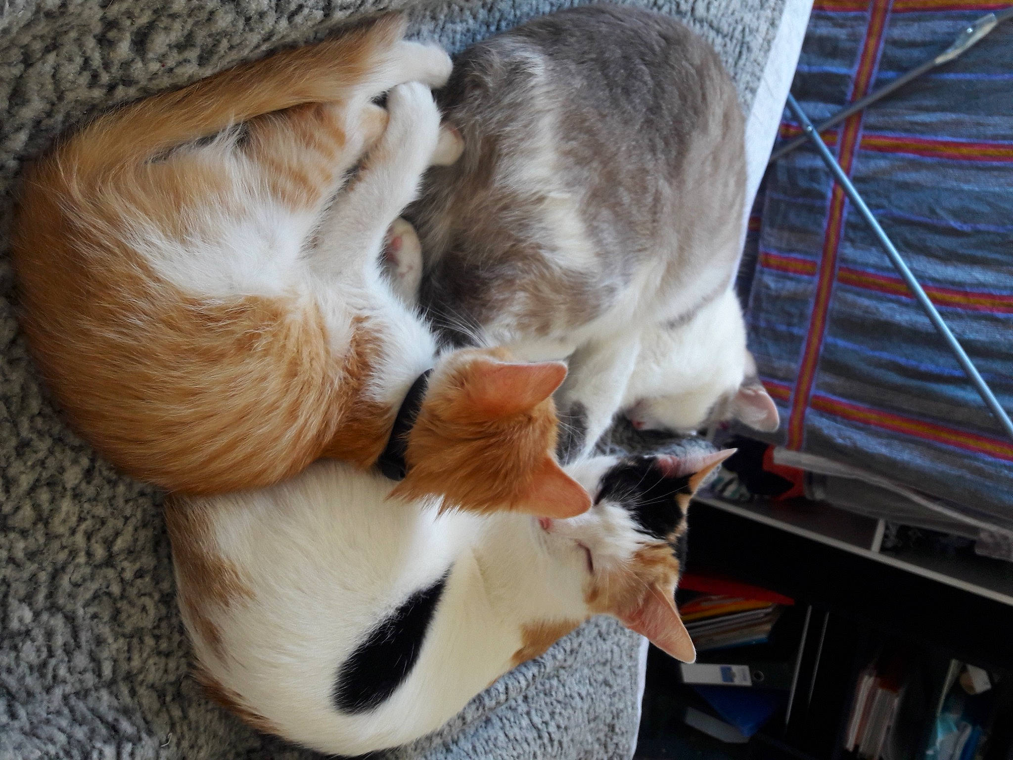 Molly participe au concours pour gagner de l'argent avec cette photo : canidae, carnivore, cat, claw, collar, comfort, companion_dog, dog_breed, fawn, felidae, fur, mammal, paw, small_to_medium_sized_cats, snout, sporting_group, tail, vertebrate, whiskers, wood