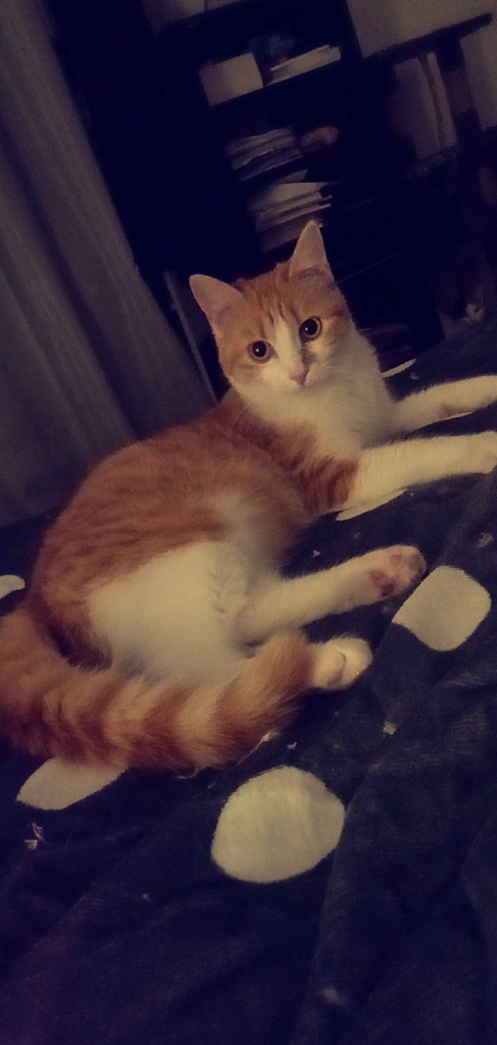 Molly participe au concours pour gagner de l'argent avec cette photo : box, carnivore, cat, chest, cloud, comfort, curtain, fawn, felidae, fur, gesture, hand, lap, paw, sky, small_to_medium_sized_cats, tail, trunk, whiskers, wood