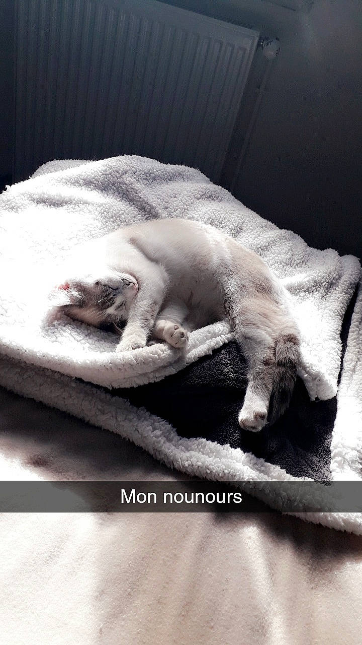 Orion a rejoint le concours — aidez-le/la à gagner de superbes lots ! bedding, canidae, carnivore, cat, comfort, companion_dog, dog_breed, fawn, felidae, fur, grey, linens, paw, room, small_to_medium_sized_cats, snout, sporting_group, tail, textile, whiskers