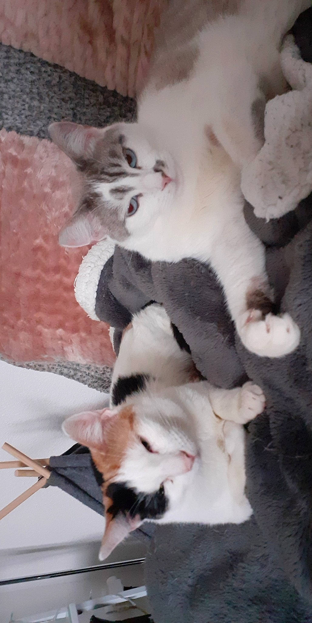 Orion participe au concours pour gagner de l'argent avec cette photo : canidae, carnivore, cat, cat_supply, claw, comfort, companion_dog, dog_breed, domestic_short_haired_cat, fang, fawn, felidae, fur, nap, paw, small_to_medium_sized_cats, snout, tail, whiskers