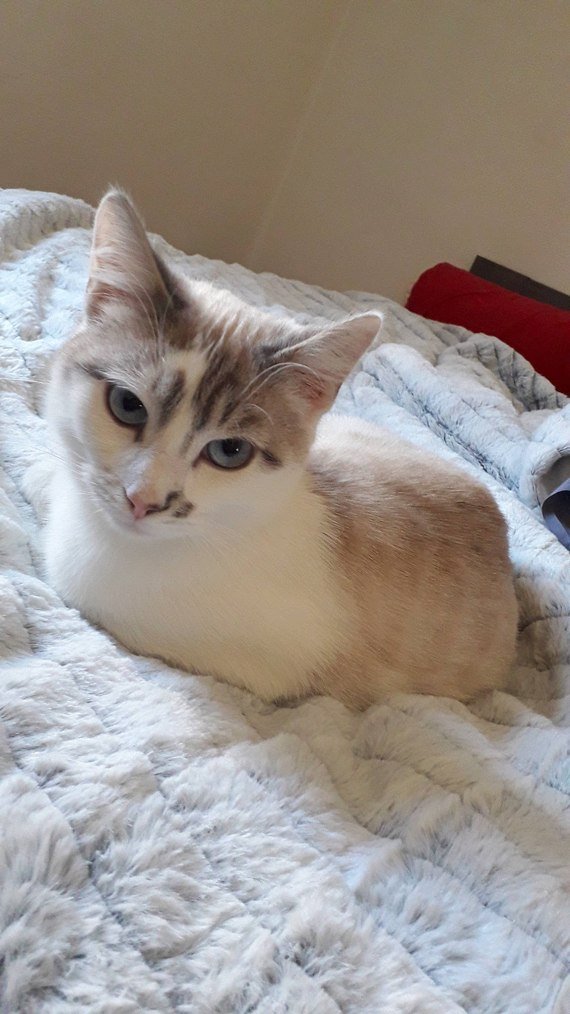 Orion participe au concours pour gagner de l'argent avec cette photo : carnivore, cat, claw, comfort, domestic_short_haired_cat, fawn, felidae, fur, paw, pet_supply, small_to_medium_sized_cats, snout, tail, terrestrial_animal, whiskers