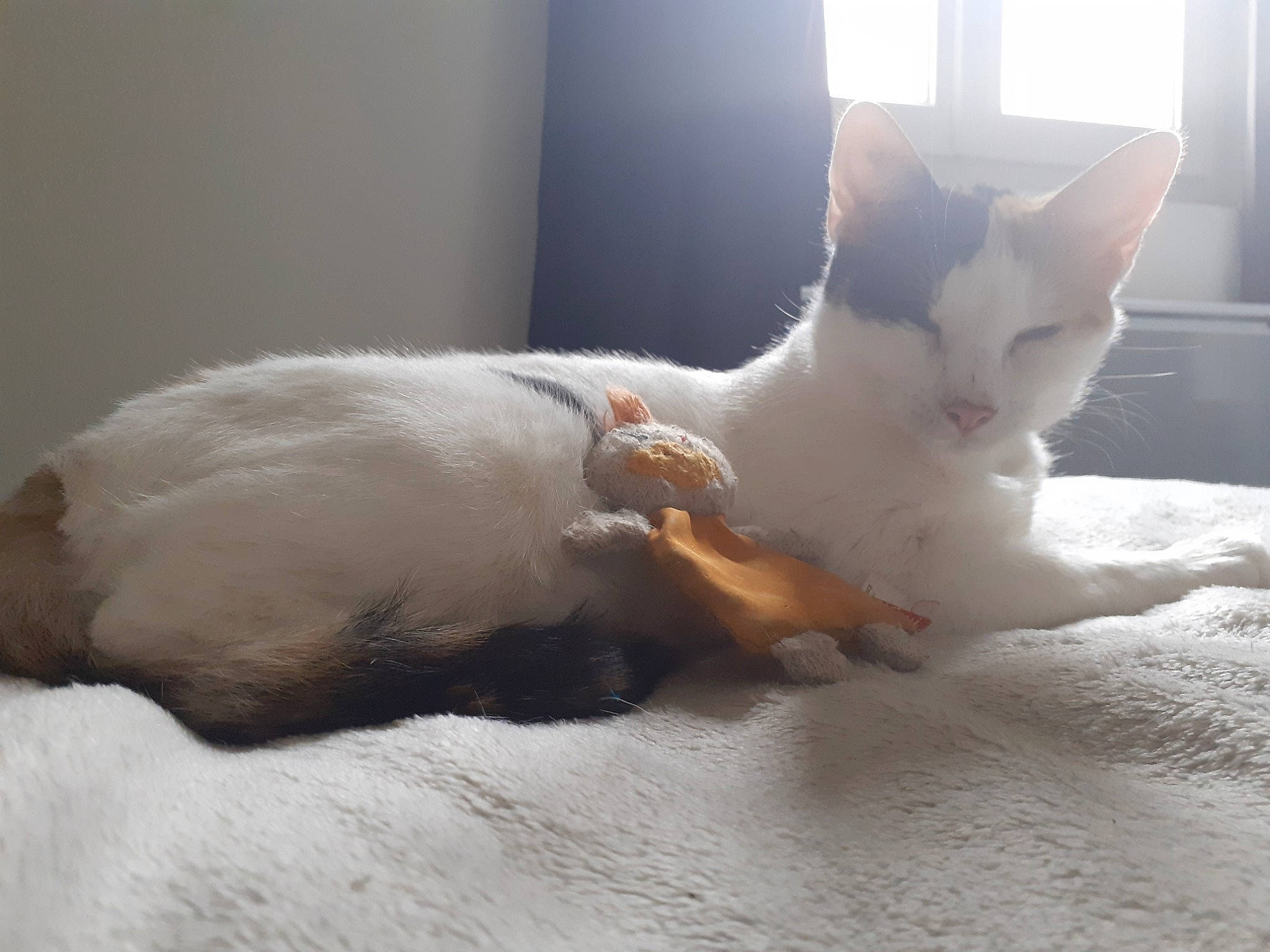 Sunday participe au concours pour gagner de l'argent avec cette photo : carnivore, cat, cat_supply, claw, comfort, domestic_short_haired_cat, fawn, felidae, fur, nap, paw, small_to_medium_sized_cats, snout, tail, terrestrial_animal, whiskers, window