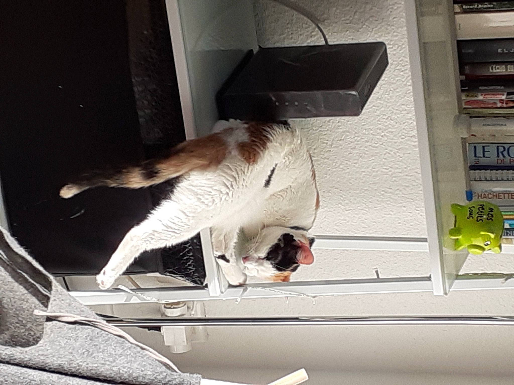 Sunday a rejoint le concours — aidez-le/la à gagner de superbes lots ! automotive_design, automotive_exterior, automotive_lighting, beak, bird, feather, felidae, fur, hood, machine, metal, shelf, shelving, small_to_medium_sized_cats, tail, tints_and_shades, vehicle, vehicle_door, windshield, wing